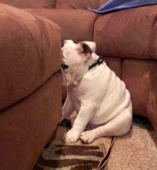 DankroftK9's tweet photo. Ese momento cuando llegas a casa y encuentras a tu perro así.... QUE C%^*# HICISTE???? http://t.co/DjfMehO0Se