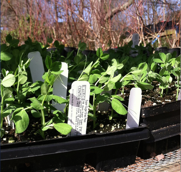 DecaturGardenTr's tweet image. While out touring this weekend, take the opportunity to add to your garden! Plant sales both days @oakhurstgarden.