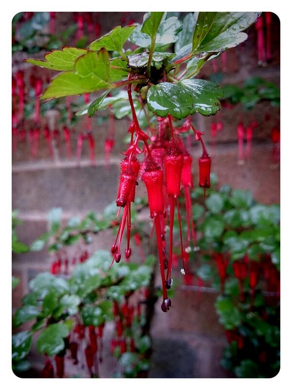 marcknot2610's tweet photo. Ribes speciosum (fuscia flowering currant), in full flower. @gardenorganicuk http://t.co/UToWaPqoiT