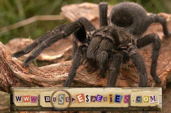 BuscaEspecies's tweet photo. ¿Sabías que la araña pollito tienen 8 ojos? Mirala cazar en este link de video: http://t.co/dQ0tLVd5Yi http://t.co/RwB7DFfMWC