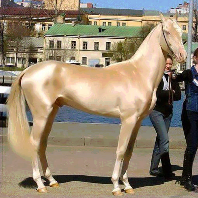 AarohiAshtankar's tweet photo. Sexy horse... http://t.co/Awzrzz7VwH