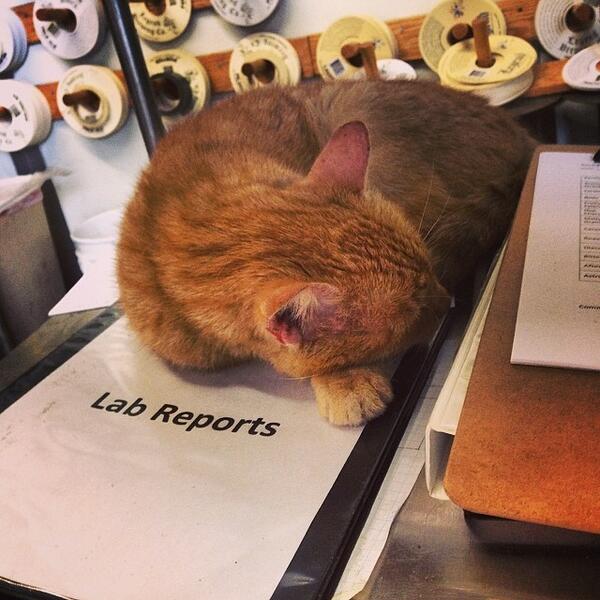 LegendBrewingCo's tweet photo. We caught Mr. #Humulus sleeping on the job again! #craftbeer #rva #legendbrewingco #brewkitty #brewcat http://t.co/R9AEMTPKnJ