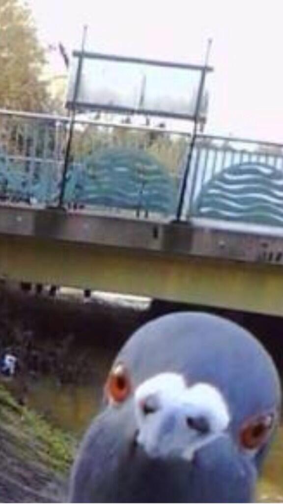 PigeonJon's tweet photo. But First, Let me Take a Selfie. http://t.co/hs2zA6lbLs