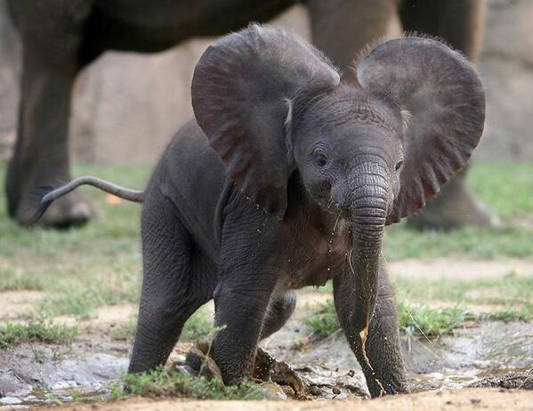 valeriamagsilva's tweet photo. El elefante más feliz del mundo! http://t.co/dOUm6D7WXI @pomebrito