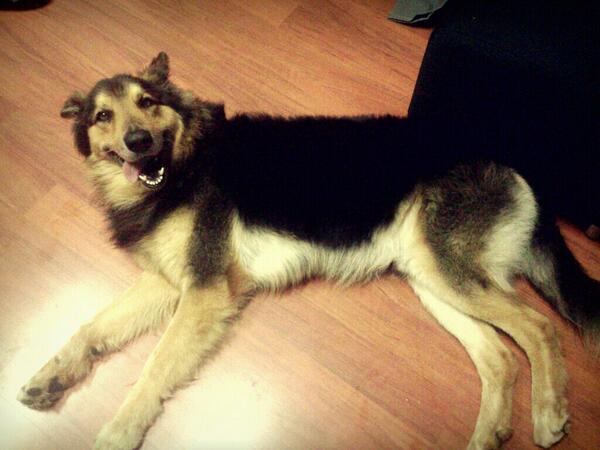 Perestelo96's tweet photo. El culo contento os dice que buenas noches🐾 http://t.co/vRfUI942EZ