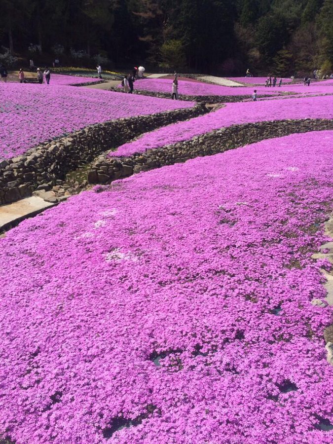 関西 近畿の芝桜 シバザクラ の名所 開花情報や見頃時期 まったりと和風