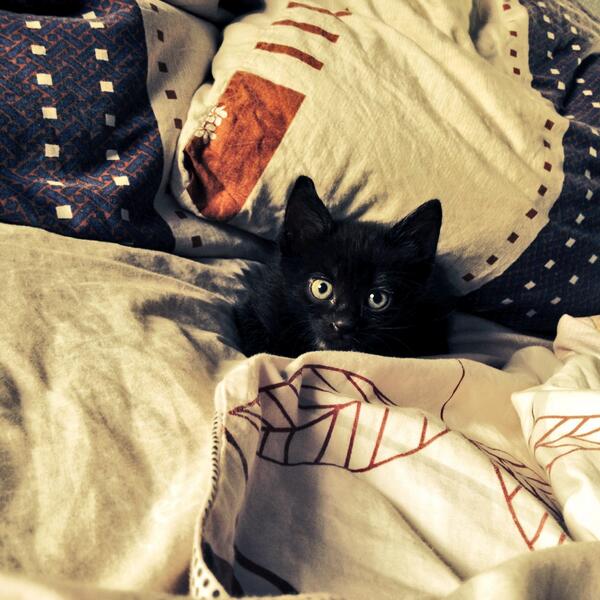 AntonenkoKsenia's tweet photo. Утро начинается не с кофе...или утренняя охота http://t.co/Wx4vgwcgpY