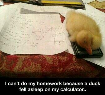 FunnyQuotees's tweet photo. when you can't do your homework because a duck fell asleep on your calculator http://t.co/A506cbUgW8
