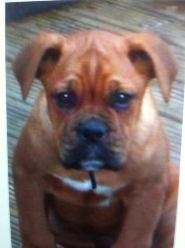 gingieloo's tweet image. My baba