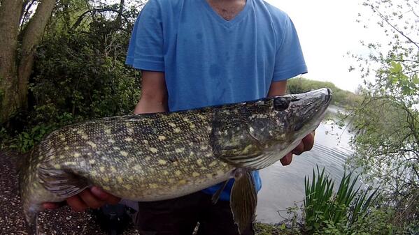 <a href="/MrCrabtree/">Mr. Crabtree</a> <a href="/JohnBailey_MrC/">John Bailey</a> I used to commute to canals, but found a nice pit with gorgeous pike!
Great on lures!