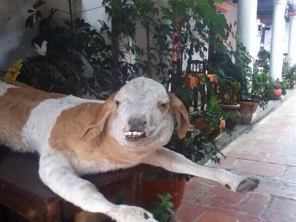 CrapTaxidermy's tweet photo. "Fetch me an Aspirin and a Bacon sandwich please love." http://t.co/rwBD2KuRfE