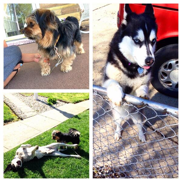 bayleeeaton_'s tweet photo. Hangin with a bunch of dogs watchin wrigley play On this beautiful morning.  🐶☀️ http://t.co/uh0M76f3ok