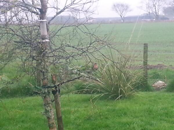 jim_cowie's tweet image. this little chatterbox kept me company all morning #lovethewildlife