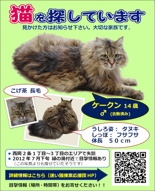 k_kun1023's tweet photo. 【拡散願・迷い猫】札幌市豊平区西岡で長毛こげ茶のケークン（♂）を探しています。尻尾がフサフサで、狸みたいに大きな猫を見かけた方はご連絡ください。#maigo #迷子 #sapporo #札幌 #猫 https://t.co/5dbI87dWQC