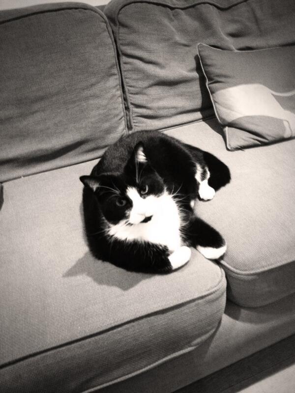 HoratioCat's tweet photo. Paws white, tux bright, ready for tonight http://t.co/BfUvtLKfvx