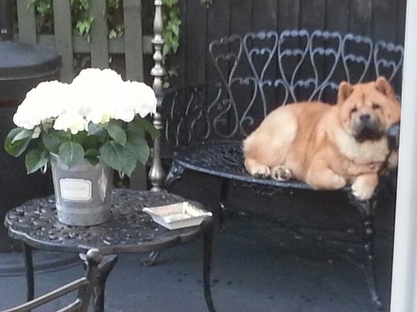 SusanBoutique's tweet photo. Can't get harvey off the chair http://t.co/xibUvaeigy