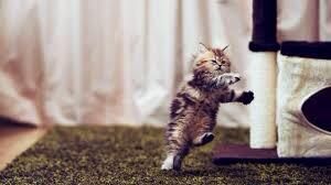 KKlepsch's tweet photo. saturday is party-time! let's dance! @BoothPorn @AboutBBLove @BonesfanNL @LisaDeschanel @BoreanazFanClub @GaiaZambra http://t.co/85V7OQG5pR