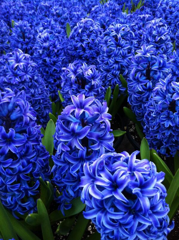 bryantparknyc's tweet photo. The hyacinths are intoxicating! RT @BroDomPerignon: What does Heaven smell like? Get over to Bryant Park to find out. http://t.co/ChH54d8J0s