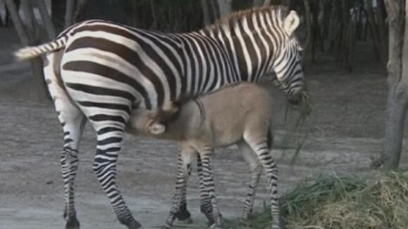 itvnews's tweet image. In case you missed it: An unlikely love story ends with rare baby zonkey itv.co/1ii294s