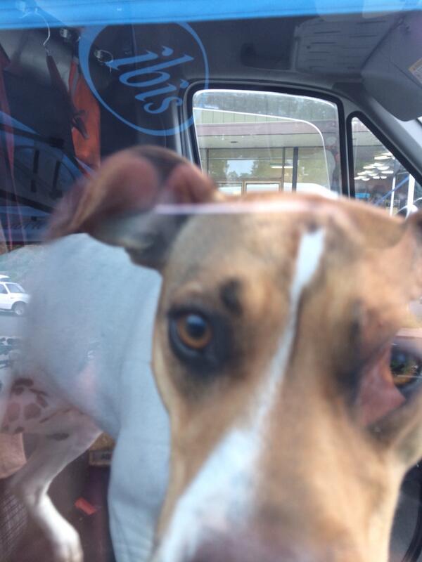 IbisCycles's tweet photo. #IbisDemo happening until 4 PM at Bike Peddler Santa Rosa. Come meet Mabel the dog. And ride a bike. http://t.co/oplpAW2fyq