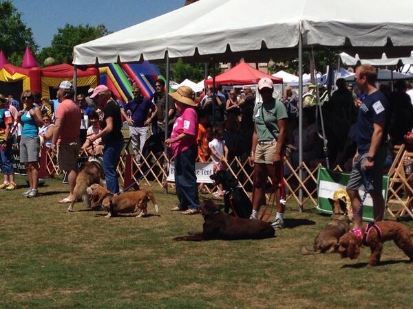 PetHelpers's tweet photo. Over 20 dogs in the rescue class. Exciting to see this was the largest section of the day! #adoptdontshop #AdoptPH http://t.co/9n7q2Osl51