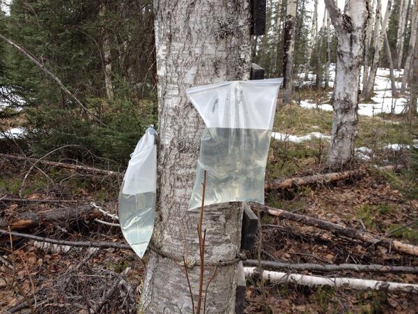 Collecting birch sap. This will eventually be boiled down into birch syrup. #SpringtimeInAlaska