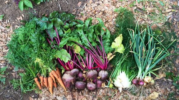 pfrench99's tweet photo. Carrots, beets, fennel, and onions harvested fresh from our #garden with a hat tip to @TXKitchenGarden http://t.co/t25AgfWXar