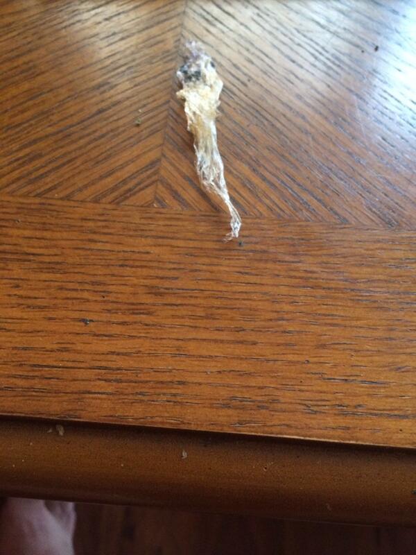 Platt92's tweet photo. .@ChipotleTweets idk what this is but it was found in my burrito http://t.co/Fai0L0T1JB
