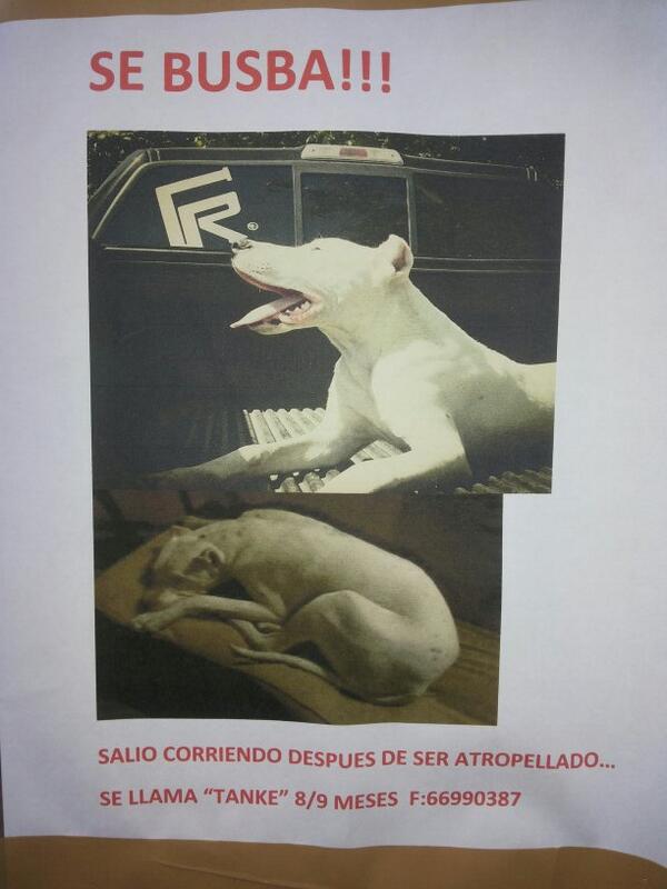 SOS_Animales's tweet photo. En sector Rotonda Atenas en Las Condes, se busca a Tanke, 9 meses, salió corriendo luego de ser atropellado http://t.co/0LFZYYMO7G