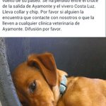 Photo by ProtectoradeAyamonte (@ProtectoraAPAPA)