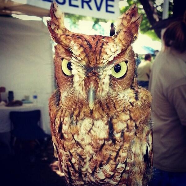 LMJB's tweet photo. Coolest chick I met today | Boyd Hill Nature Preserve at Green Thumb Festival #StPete | #cute #EarthDay #GreenThu... http://t.co/XRMuYJp2cy