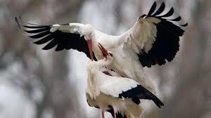 aa22: هل ستحمي ظهري من صفعات الحياة 
حين تؤلمني صباح مساء  ....!! "