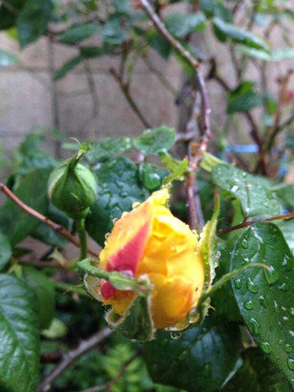 booboomimako's tweet photo. バラの蕾がふっくら。 http://t.co/2LoR7eW1wD