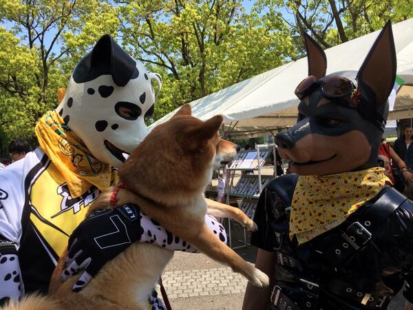 モリブデン 蒸気犬 料理犬 軍用犬 Twitter પર 柴犬を抱くくつべらさんと その柴犬にコンタクトをとるゴム犬さん Http T Co Naefxjajic