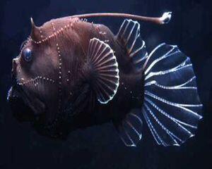 Глубоководные рыбы названия. Морской удильщик. Глубоководные рыбы фото с названиями и описанием. Глубоководный удильщик. Названия глубоководных рыб.