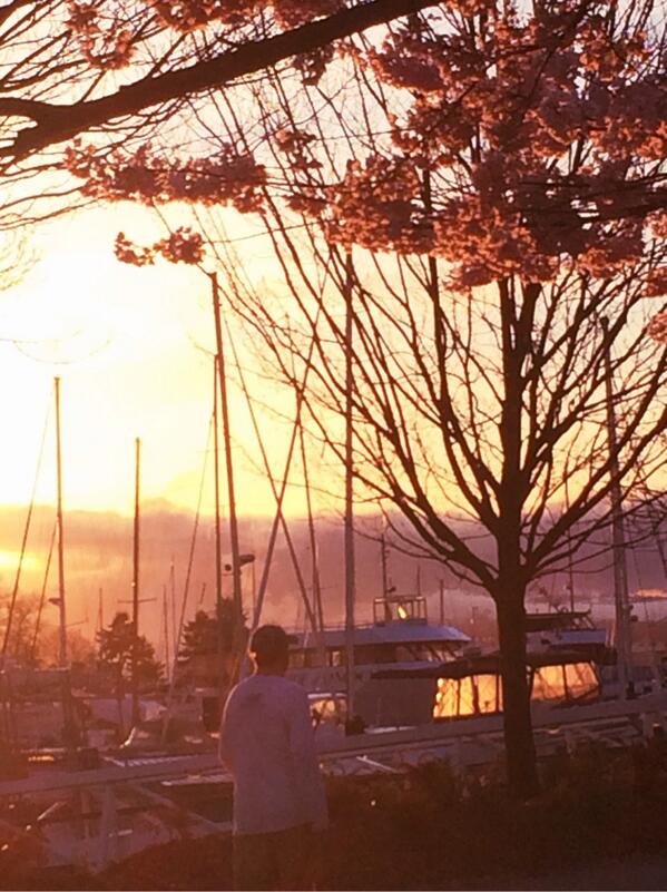 WhyGeePhoto's tweet image. More #Vancouver Memories: Cherry Blossoms at the Harbour at Dawn #BC #Canada #iphonography