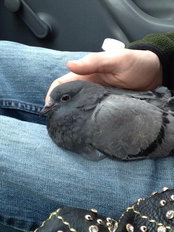 tophersaboss's tweet photo. Saved a pidgeon  life that got hit by a car http://t.co/v142xvtzek