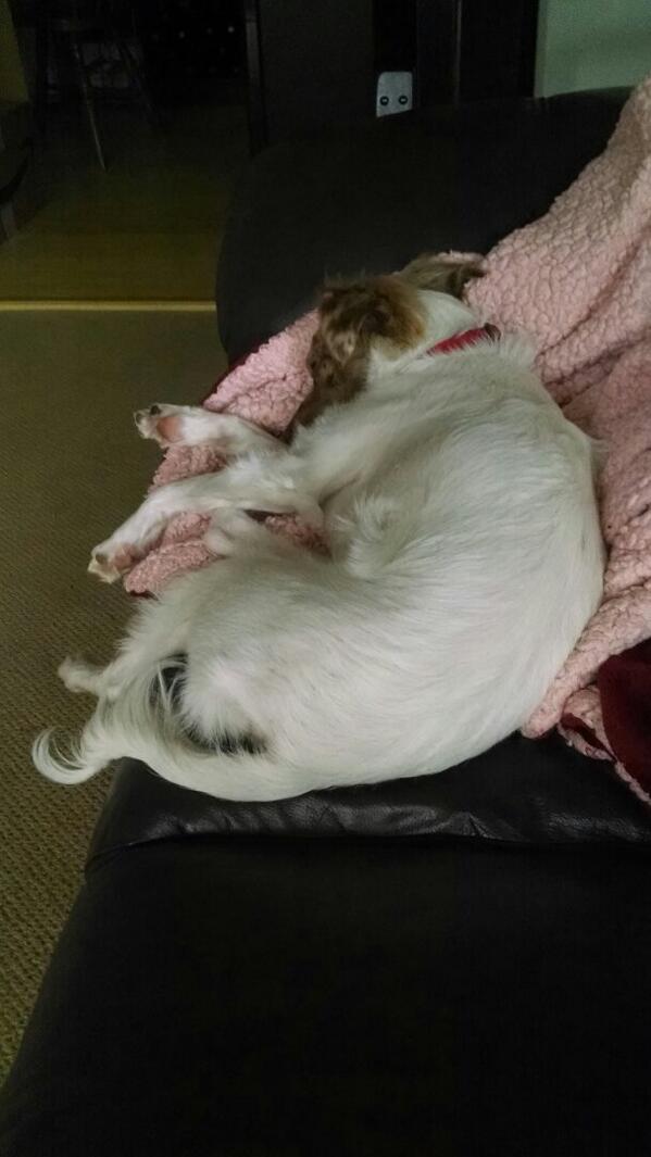 raphpuppy's tweet image. I've had a very busy day and I'm pooped!