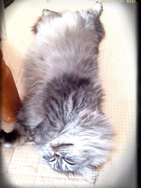 _mutako's tweet photo. ポカポカ陽気で気持ちいいにゃん(*^◯^*) http://t.co/x02hSS7acY
