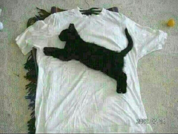 TweettDT's tweet photo. Asal nya kucing tapi lepas dikaji oleh pakar ia telah di tukar menjadi puma http://t.co/3QPKR9sXgG