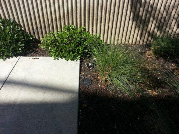 makes_buzz's tweet image. A Guy Spotted This Outside Of His Office Building. I’ve Never Seen Anything Like It… Amazing. tinyurl.com/qjnqsw8