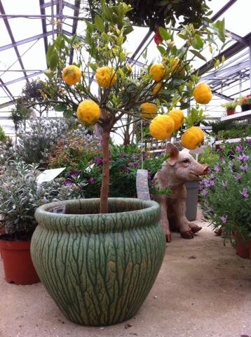_FriendsFlowers's tweet image. #How many uses does a #lemon have? 
#Divine #LemonTrees are in stock again!