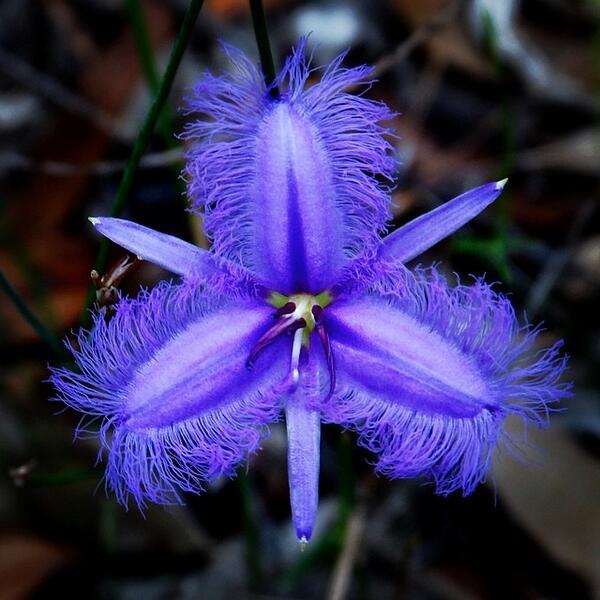 NatlParksPhotos's tweet photo. #nature #naturephotography #macrophotography #glenbrooknp #nationalparks #bluemountains #flowers #fringedviolet #... http://t.co/n9Q2fLNC6k