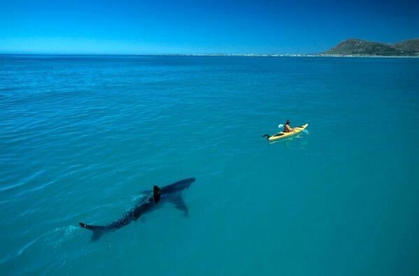 rybotics's tweet photo. Great White Shark and Kayak, South Africa http://t.co/X1ykO4YGGr