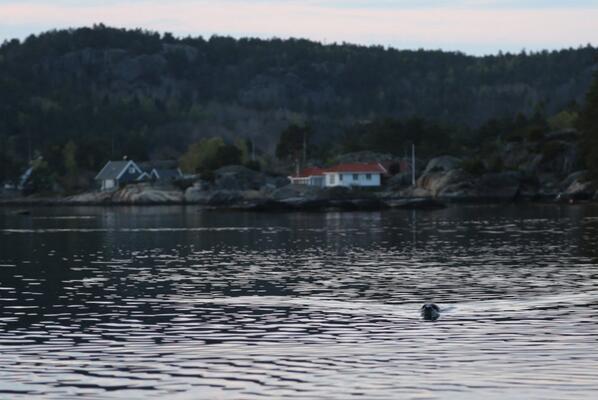 AES2017's tweet photo. Sel ved Askerøya. http://t.co/JXjESHYEKb