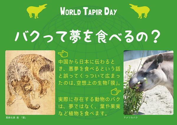 Uzivatel 上野動物園 公式 Na Twitteru ところで バクは夢を食べるの 中国から日本に伝わるとき 悪夢を食べる という話と誤ってくっついて広まったのは 空想上の生物 獏 実際に存在する動物のバクは 夢ではなく 葉や果実など植物を食べるのです