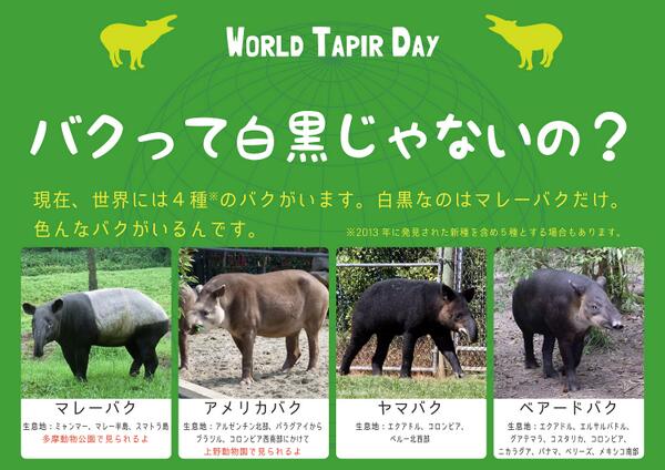 加藤訓仁子 フィジカルラブドロップ５６ در توییتر 夢バクの看板の子はマレーバクなのですねー W ノ Uenozoogardens 世界に生息する４種類のバクたち マレーバク 多摩動物公園にいます アメリカバク 上野動物園でおなじみ ヤマバク ベアードバク Http