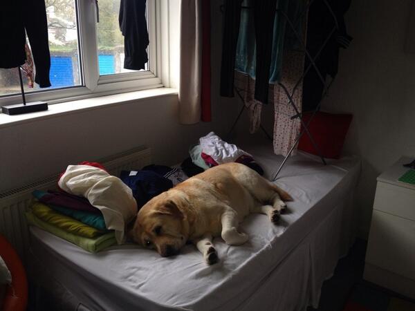 miagriff's tweet photo. Apparently someone's eyeing up my bed while I'm in hospital!! #bambaloo #hurryupbabyg http://t.co/YbCIp6bkIw