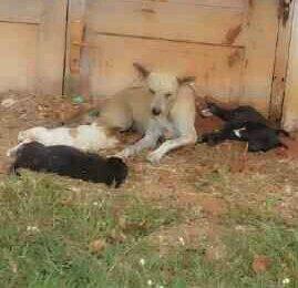 CONFESShardcore's tweet photo. Need adopter...3 puppies and one mother...please bantu share wil smg http://t.co/cDQYSObQiW