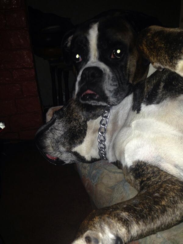 Graeme2005's tweet photo. My boxer using my Staffy as a pillow.2 soft beggars http://t.co/Gfn9nZdHHa